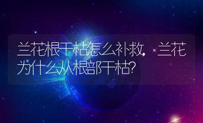 兰花根干枯怎么补救,兰花为什么从根部干枯？ | 养殖常见问题