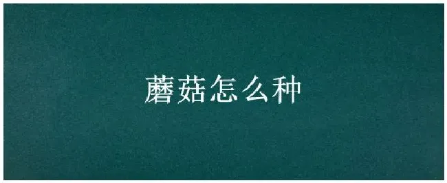 蘑菇怎么种 | 农业问题