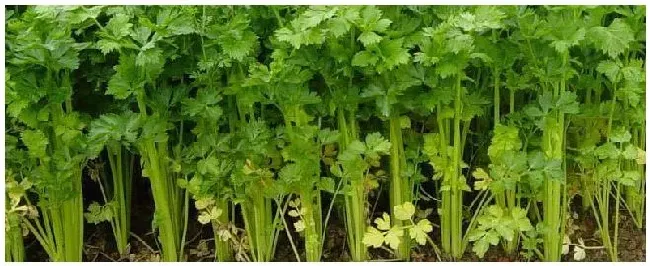 芹菜烂心是什么原因 | 生活常识