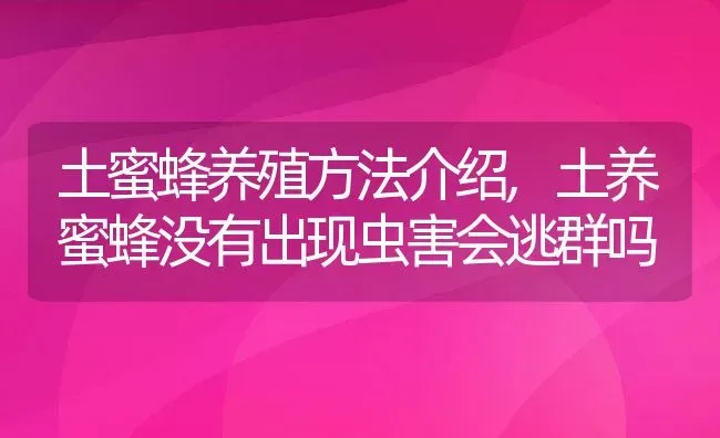 土蜜蜂养殖方法介绍,土养蜜蜂没有出现虫害会逃群吗 | 养殖常见问题