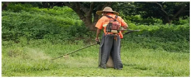 精喹禾灵能除什么草 | 三农问答