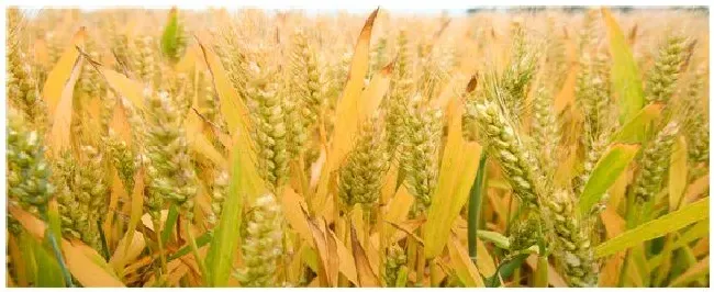 长城以北种植什么小麦 | 农业答疑