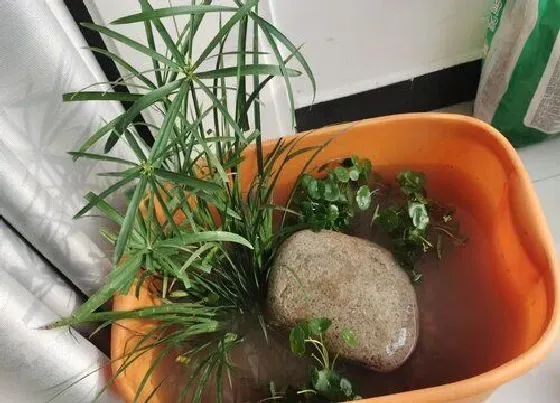 植物常识问题|旱伞草叶子干枯怎么办