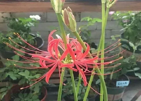 植物常识问题|彼岸花能养在家中吗 家里种彼岸花有什么忌讳吗
