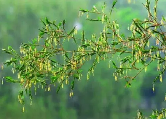 植物常识问题|竹子象征着什么意义