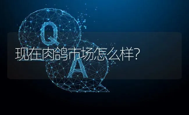 现在肉鸽市场怎么样? | 养殖问题解答