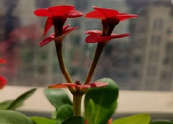 植物常识问题|虎刺梅养护注意几个方面能避免死苗