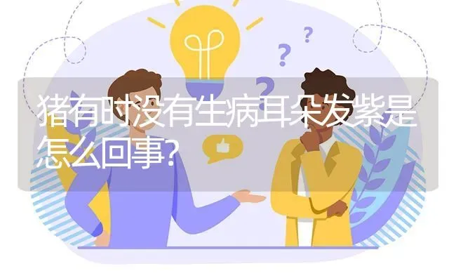 猪有时没有生病耳朵发紫是怎么回事? | 养殖问题解答