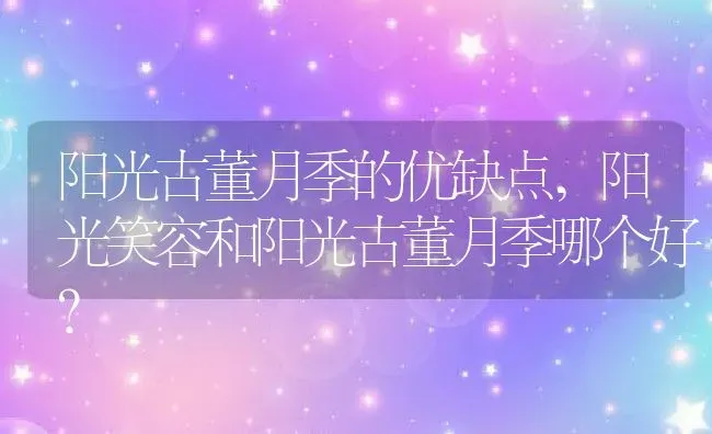 阳光古董月季的优缺点,阳光笑容和阳光古董月季哪个好？ | 养殖常见问题