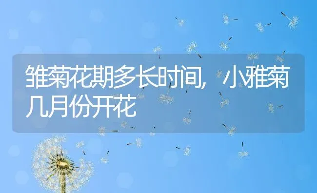 雏菊花期多长时间,小雅菊几月份开花 | 养殖常见问题