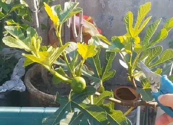 植物常识问题|家里怎样正确的养护盆栽无花果