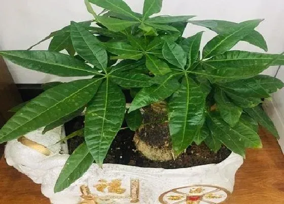 植物常识问题|发财树怎么养长势旺