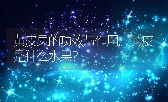 黄皮果的功效与作用,黄皮是什么水果？ | 养殖常见问题