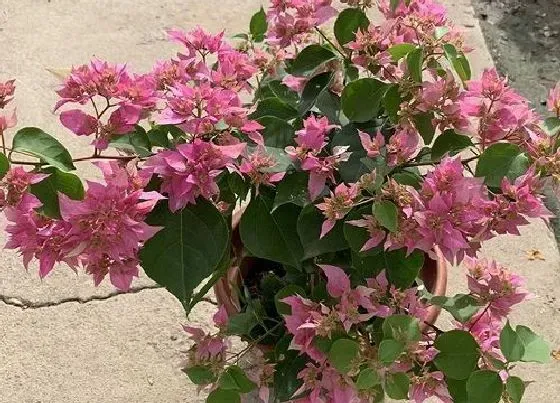 植物常识问题|十大阳台化煞招财植物 阳台放什么植物镇宅招财旺人