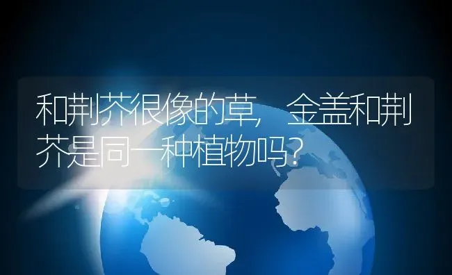 和荆芥很像的草,金盖和荆芥是同一种植物吗？ | 养殖常见问题