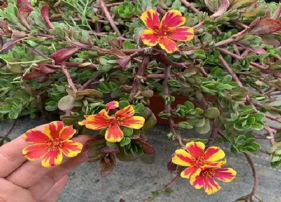 植物常识问题|太阳花盆栽种植方法