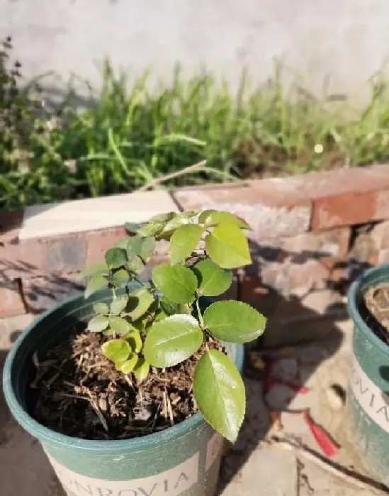 植物常识问题|月季叶子发黄一碰就掉要施什么肥（叶子上有黄点怎么救）