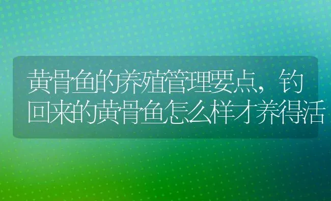 黄骨鱼的养殖管理要点,钓回来的黄骨鱼怎么样才养得活 | 养殖常见问题