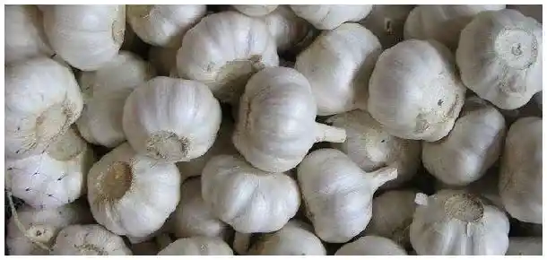 大蒜和大葱的区别 | 农业常识