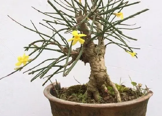 植物常识问题|迎春花什么时候换盆最好（迎春花最佳移栽换花盆时间）