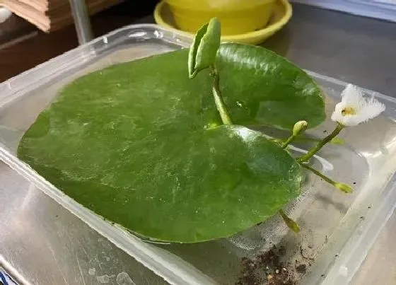 植物常识问题|碗莲种子的种植方法 种碗莲的步骤及全过程