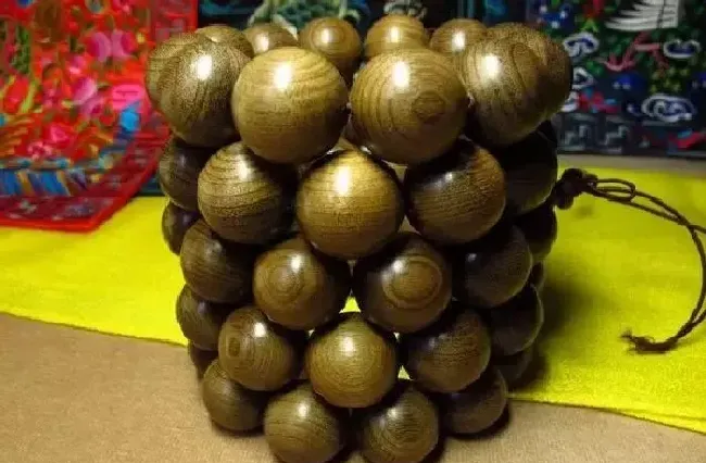 植物常识问题|金丝楠木手串怎么盘效果好（金丝楠木珠子怎么盘玩法）