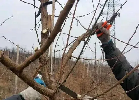 植物常识问题|秋季桃树怎样修剪 秋天桃树修剪时间和方法