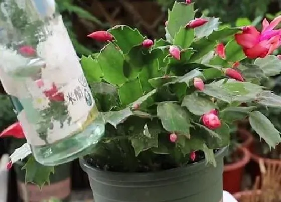 植物常识问题|蟹爪兰叶面施肥的效果