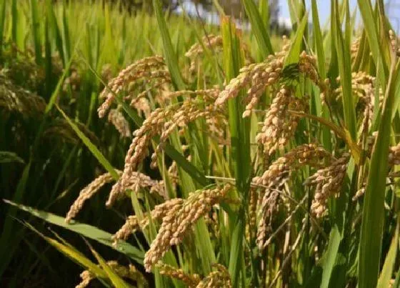 植物常识问题|水稻施农家肥可以吗（不用化肥水稻亩产量能高产吗）