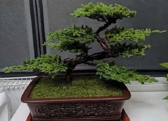 植物常识问题|罗汉松如何修剪枝繁叶茂