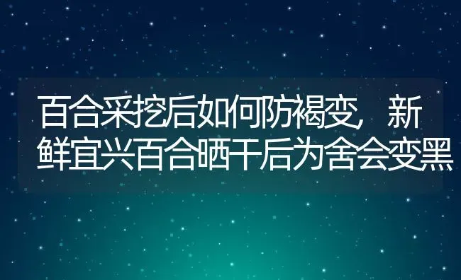 百合采挖后如何防褐变,新鲜宜兴百合晒干后为舍会变黑 | 养殖常见问题