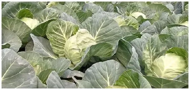 甘蓝圆白菜和圆白菜的区别 | 科普知识