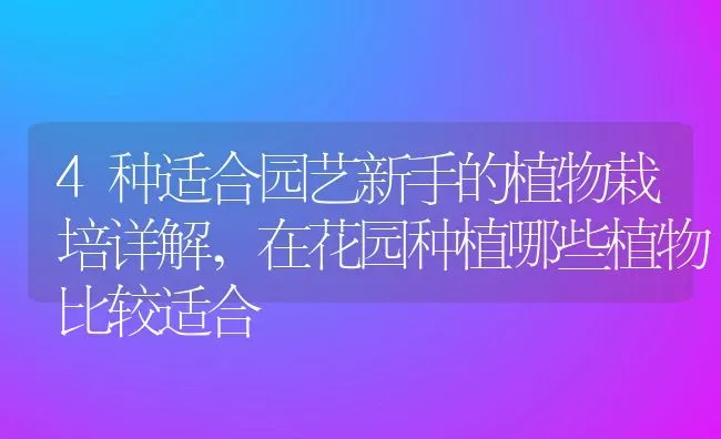 4种适合园艺新手的植物栽培详解,在花园种植哪些植物比较适合 | 养殖常见问题