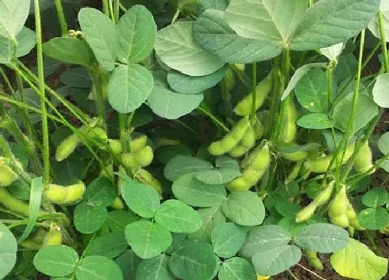 植物常识问题|种植大豆怎样防治病虫害（大豆中后期病虫防治技术和用药）