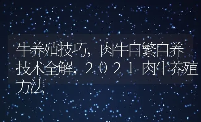 牛养殖技巧,肉牛自繁自养技术全解,2021肉牛养殖方法 | 养殖常见问题