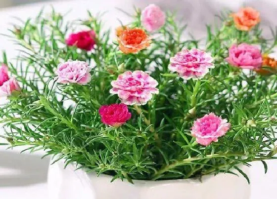 植物常识问题|生孩子送什么花比较好 看望产妇送什么鲜花合适