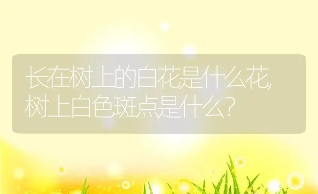 长在树上的白花是什么花,树上白色斑点是什么？ | 养殖常见问题