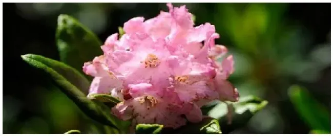 种植杜鹃花注意事项 | 三农答疑