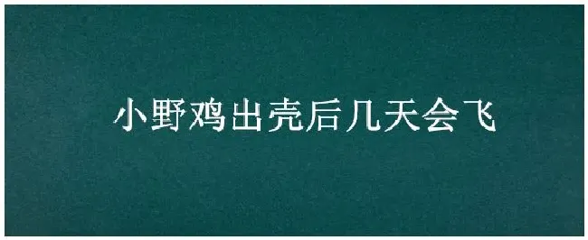 小野鸡出壳后几天会飞 | 生活常识