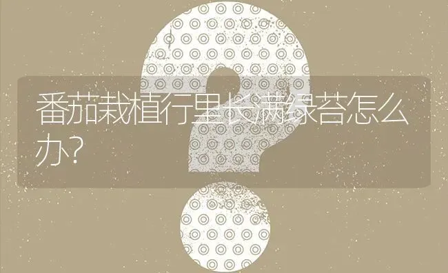 番茄栽植行里长满绿苔怎么办? | 养殖问题解答