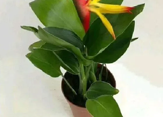 植物常识问题|风水十大吉祥花图片 风水里最吉祥最旺财的花