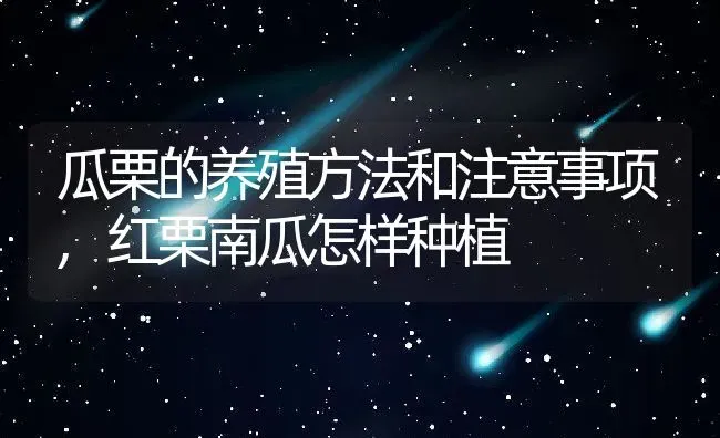瓜栗的养殖方法和注意事项,红栗南瓜怎样种植 | 养殖常见问题