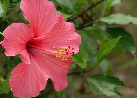 植物常识问题|春天扶桑怎么养花开大朵颜色艳美