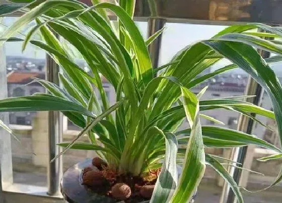 植物常识问题|小吊兰的种植方法