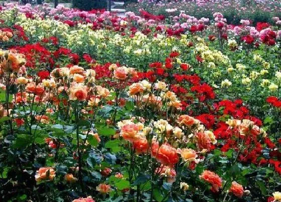植物常识问题|月季花品种
