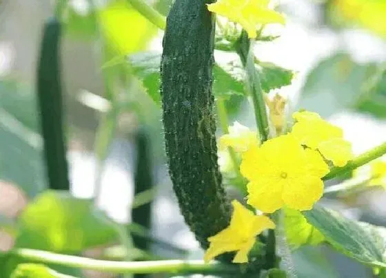 植物常识问题|露地夏季黄瓜遇到高温怎么办（种植黄瓜高温需要遮阳吗）