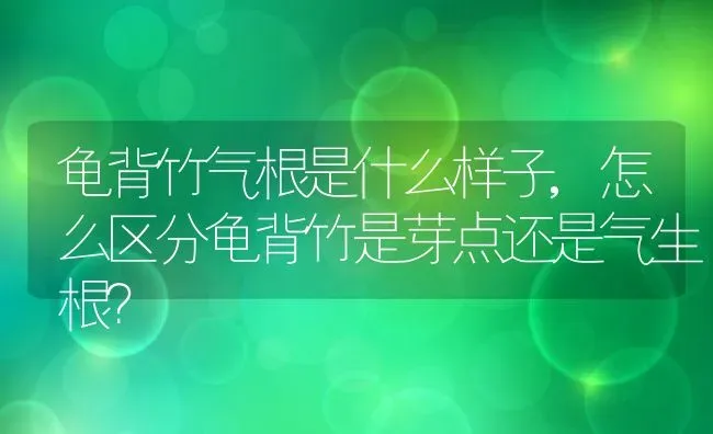 龟背竹气根是什么样子,怎么区分龟背竹是芽点还是气生根？ | 养殖常见问题