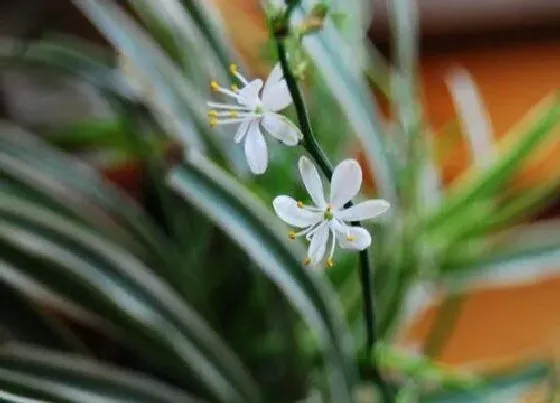 植物常识问题|吊兰如何养护才能郁郁葱葱