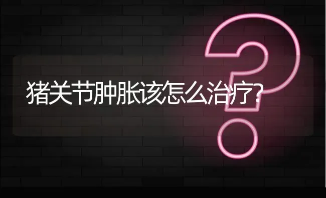 猪关节肿胀该怎么治疗? | 养殖问题解答