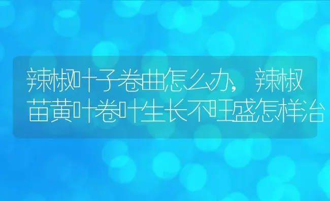辣椒叶子卷曲怎么办,辣椒苗黄叶卷叶生长不旺盛怎样治 | 养殖常见问题